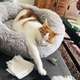 Photo de chat perdu à Montauban