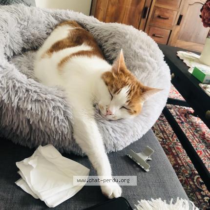 Photo 1/1 MITZI Chat perdu à Montauban