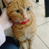 Photo de chat perdu à Montargis