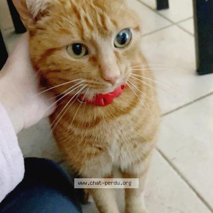 Photo 1/1 Sucre Chat perdu à Montargis