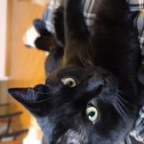 Photo de chat perdu à Lancy