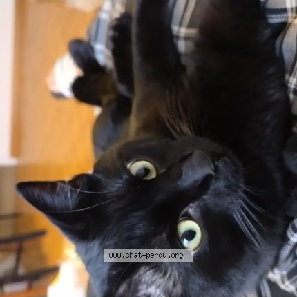 Photo 1/1 Fury Chat perdu à Lancy