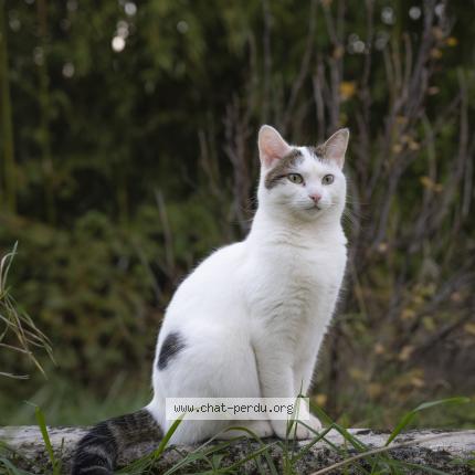 Photo 1/1 Ebi Chat perdu à Parcey