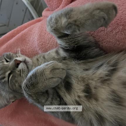 Photo 1/1 PITCHOU Chat perdu à La creche