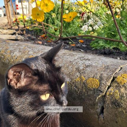 Photo 1/1 Kiki Chat perdu à Auch