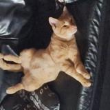 Photo de chat perdu à Namur