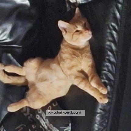 Photo 1/1 Garfield Chat perdu à Namur