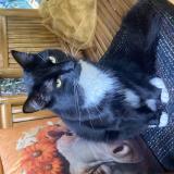 Photo de chat perdu à Namur