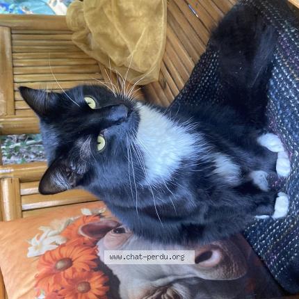 Photo 1/1 BAO Chat perdu à Namur