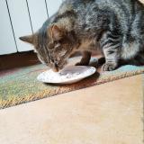 Photo de chat perdu à Saint Genis De Saintonge