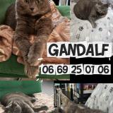 Photo de chat perdu à Charenton Le Pont