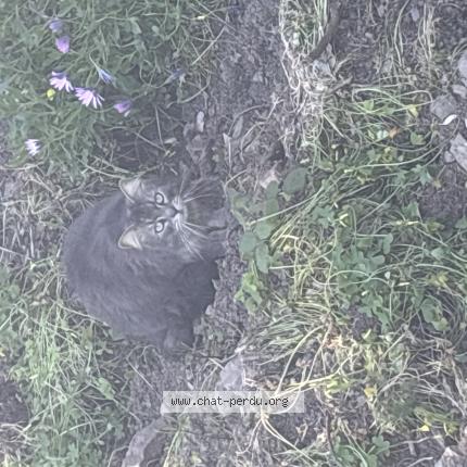 Photo 1/1 Chat trouvé Trouvé à Cavalaire sur mer