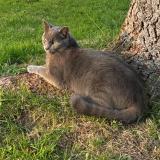 Photo de chat perdu à Vigneux De Bretagne 44360