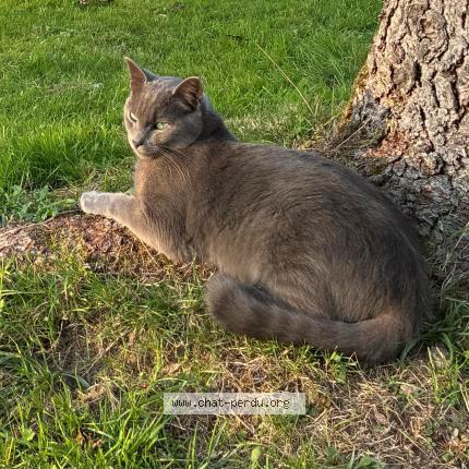 Photo 1/1 WINTER Chat perdu à Vigneux de bretagne 44360