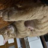 Photo de chat perdu à Thuir