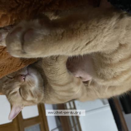 Photo 1/1 Indy Chat perdu à Thuir