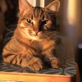 Photo de chat perdu à Saint Germain Sur Ille