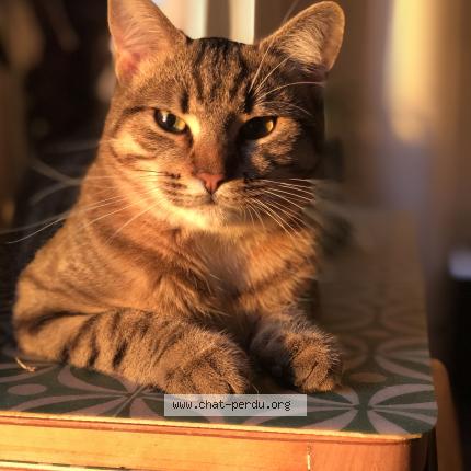 Photo 1/1 N&eacute;ko Chat perdu à Saint germain sur ille
