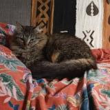 Photo de chat perdu à Reuilly