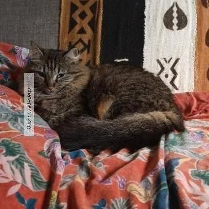 Photo 1/1 Cléo Chat perdu à Reuilly