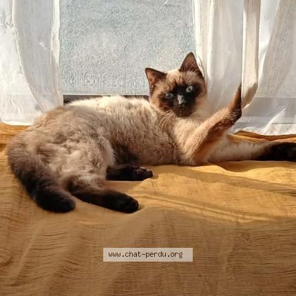 Photo 1/4 Yang Chat perdu à Pougues les eaux