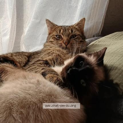 Photo 2/4 Yang Chat perdu à Pougues les eaux