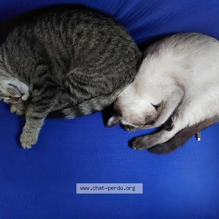 Photo 3/4 Yang Chat perdu à Pougues les eaux