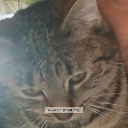 Photo 4/4 Yang Chat perdu à Pougues les eaux