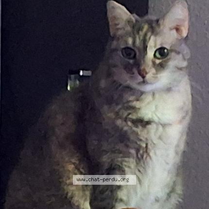 Photo 1/1 HERMINE Chat perdu à La garde