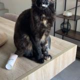 Photo de chat perdu à Cavaillon