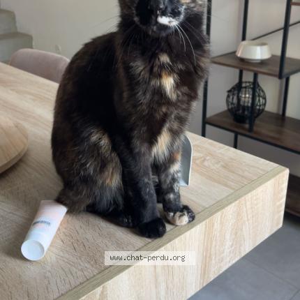 Photo 1/1 Titoune Chat perdu à Cavaillon