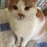 Photo de chat perdu à Toulouse