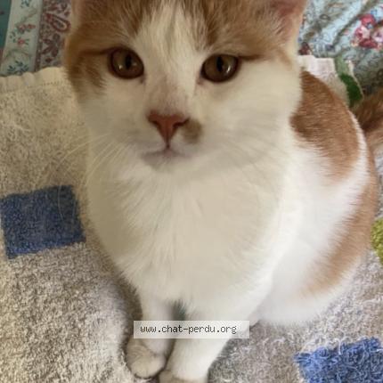 Photo 1/1 Rugby Chat perdu à Toulouse