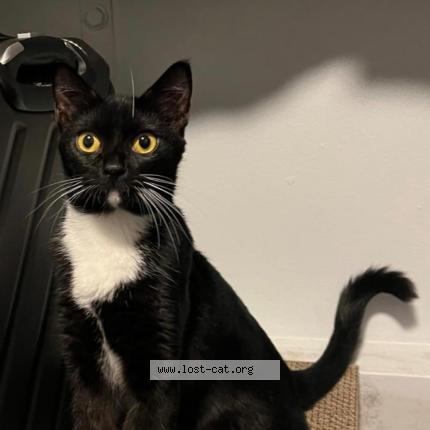 Photo 1/1 Bee Chat perdu à Singapore