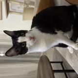 Photo de chat perdu à Cornebarrieu