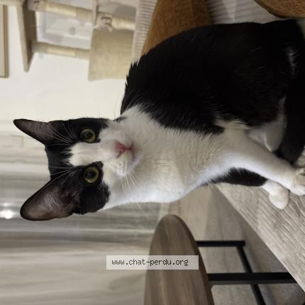 Photo 1/1 NALA ou B&Eacute;B&Eacute; Chat perdu à Cornebarrieu