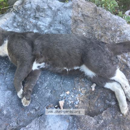 Photo 1/1 Chat trouvé Trouvé à Voreppe