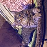 Photo de chat perdu à Verton