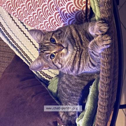 Photo 1/1 Lily Chat perdu à Verton