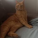 Photo de chat perdu à Rouen