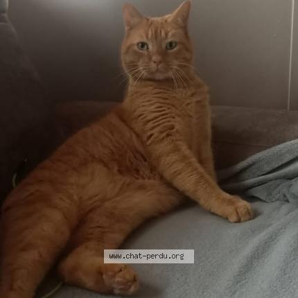 Photo 1/1 NORY Chat perdu à Rouen