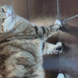 Photo de chat trouvé à Moire