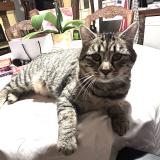 Photo de chat perdu à Saleux