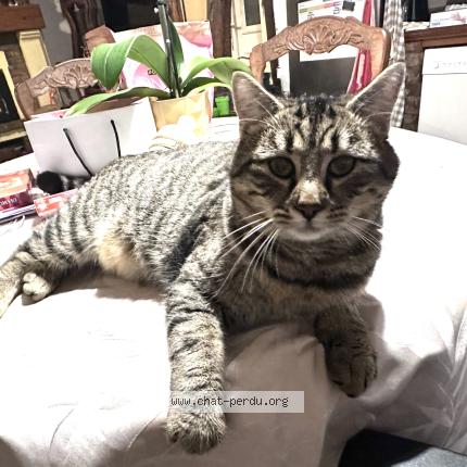 Photo 1/1 Aster Chat perdu à Saleux