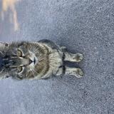 Photo de chat trouvé à Varrains