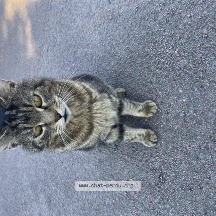 Photo 1/1 Chat trouvé Trouvé à Varrains