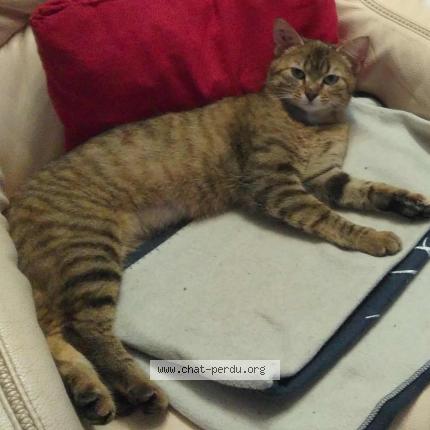 Photo 1/1 Chat retrouvé Perdu à Haims