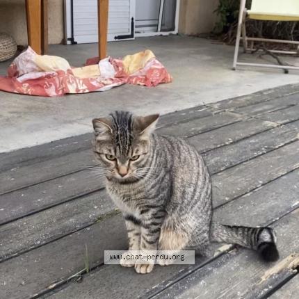 Photo 1/1 Zorro Chat perdu à Couzon au mont d or