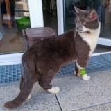 Photo de chat perdu à Nantes