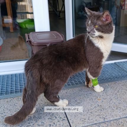 Photo 1/1 Miou-miou Chat perdu à Nantes